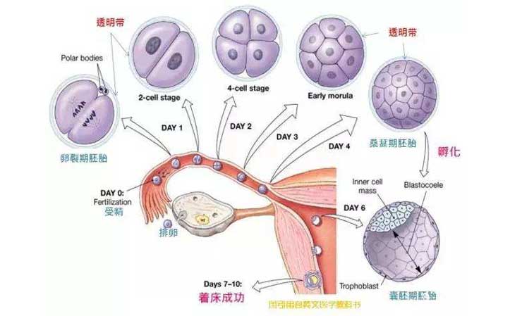 养囊的优势