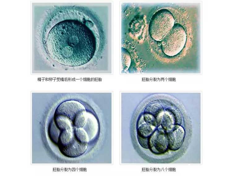 囊胚的怀孕率更高