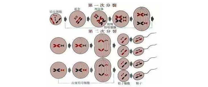 精子生产过程